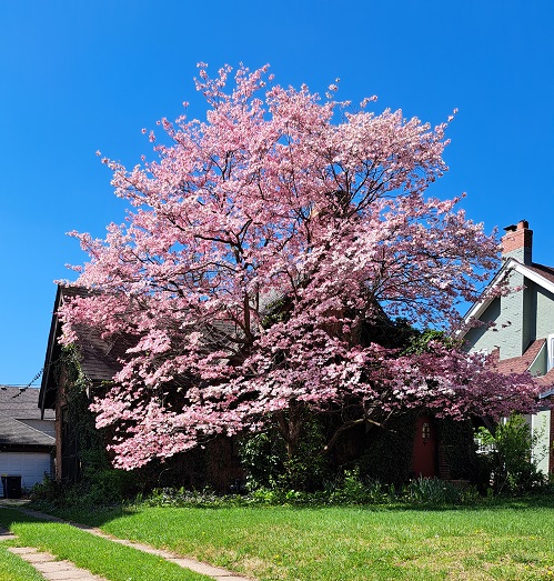 rd dogwood m.jpg